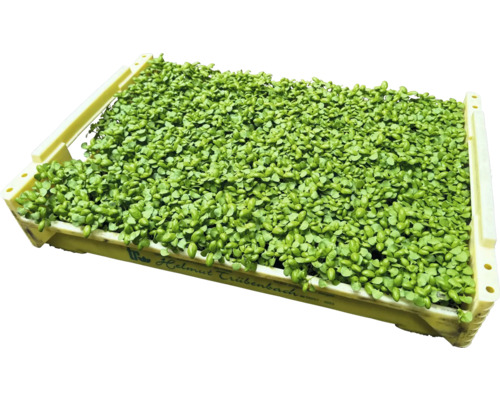 Kresse in einer Kiste