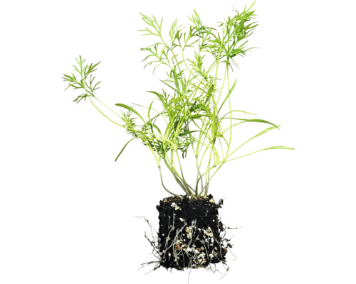 Dill Pflanze mit Wurzelballen.