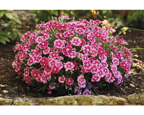 Nelke, Gartennelke FloraSelf Dianthus caryophyllus 'Electric Dreams' Co 0,5 L