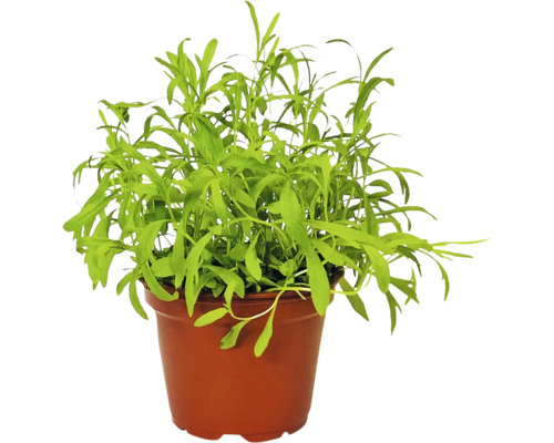 BIO Estragon FloraSelf Bio Artemisia dracunculus Ø 12 cm Topf