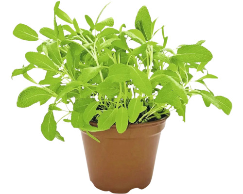 Salbei Pflanze im Topf