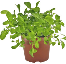 Feldsalat Pflanze im Topf