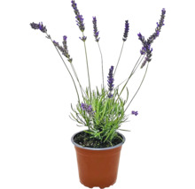 Bio Lavendel FloraSelf Bio Lavandula angustifolia Ø 12 cm Topf