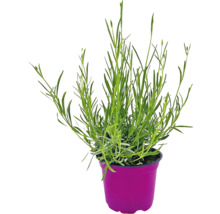 Bio Lavendel FloraSelf Bio Lavandula angustifolia Ø 12 cm Topf