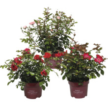 Drei Rosenstöcke der Marke Easy Elegance in Töpfen mit roten und rosa Blüten