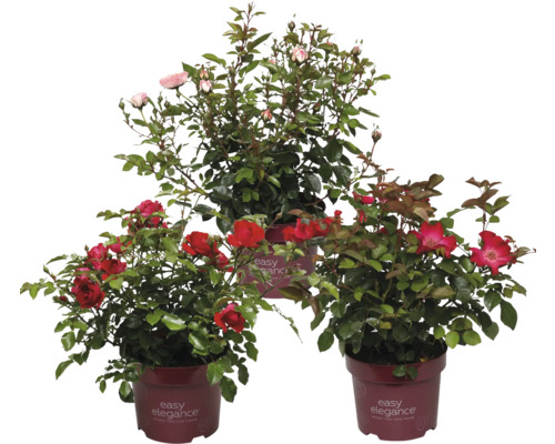 Drei Rosenstöcke der Marke Easy Elegance in Töpfen mit roten und rosa Blüten