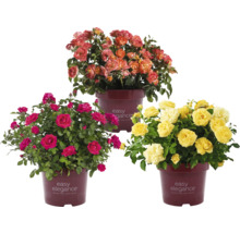 Drei Rosenbüsche der Marke Easy Elegance in verschiedenen Farben in Töpfen