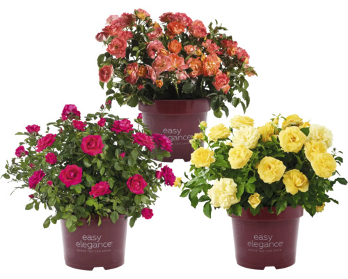 Drei Rosenbüsche der Marke Easy Elegance in verschiedenen Farben in Töpfen