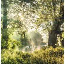 Morgenstimmung im Wald mit Nebel und Sonnenstrahlen