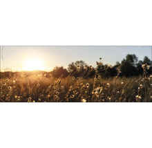Feld mit Wildblumen im Gegenlicht der Abendsonne