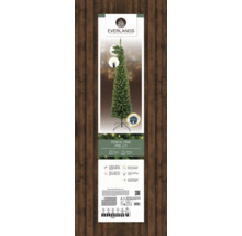 Verpackung einer beleuchteten Everlands Pencil Pine Kunsttanne