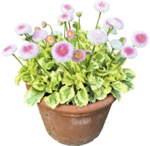 Gänseblümchen im Topf