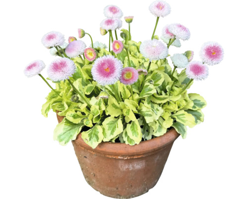 Gänseblümchen im Topf