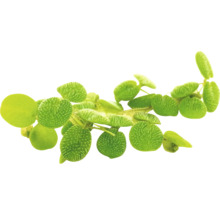 Kleiner Büschelfarn - Salvinia minima-thumb-0