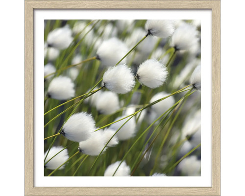 Gerahmtes Bild Dried White Flowers II 33x33 cm