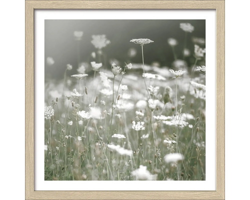 Gerahmtes Bild Dried White Flowers III 33x33 cm