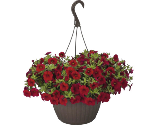 Zauberglöckchen, Minipetunie FloraSelf Calibrachoa 'Lia Dark Red' Ø 12 cm Topf