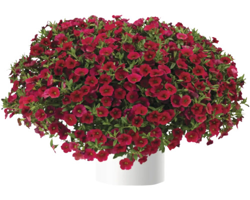 Hängepetunien in einem Topf