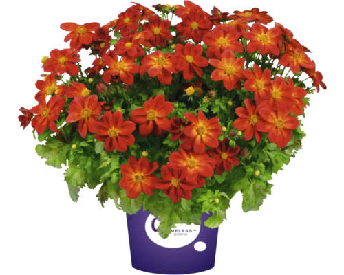 Bidens Pflanze im Topf mit orangefarbenen Blüten