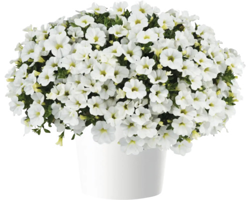 Zauberglöckchen, Minipetunie FloraSelf Calibrachoa Colibri-Serie 'Pure White' Ø 12 cm Topf