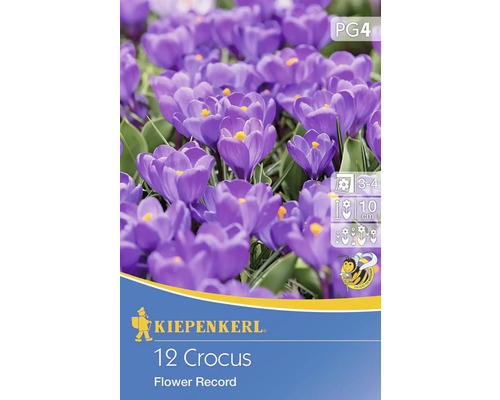 Krokus 'Flower Record' Kiepenkerl Blumenzwiebeln 12 Stk. Großblumiger Krokus