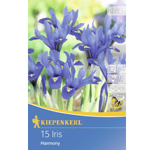 Verpackung mit 15 Iris Harmony Blumenzwiebeln