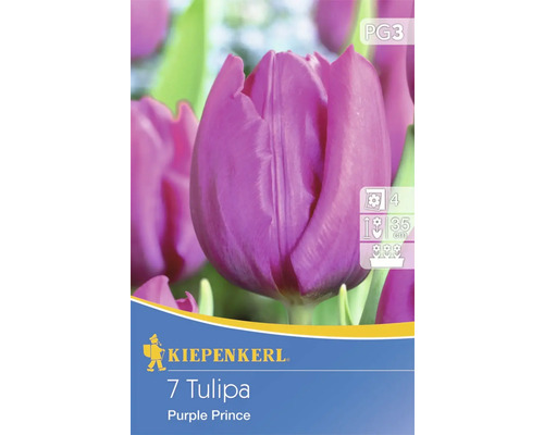 Einfache frühe Tulpe 'Purple Prince' Kiepenkerl Blumenzwiebeln 7 Stk.