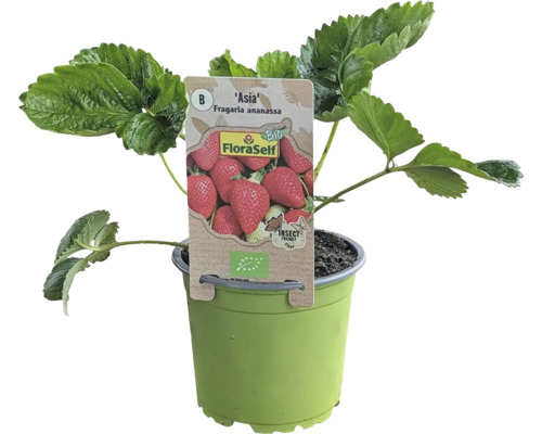 Bio Erdbeere 'Asia' FloraSelf Bio Ø 13 cm Topf, Große Früchte mit süßem Geschmack, Mittelspäte Sorte