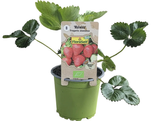 Bio Erdbeere 'Malwina' FloraSelf Bio Ø 9 cm Topf, Spätsorte mit exzellentem Geschmack