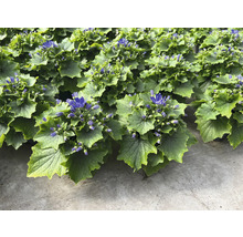 Blühende Kapasterpflanze mit grünen Blättern und blauen Blüten