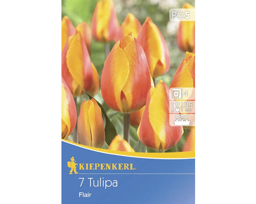 Einfache frühe Tulpe 'Flair' Kiepenkerl Blumenzwiebeln 7 Stk.