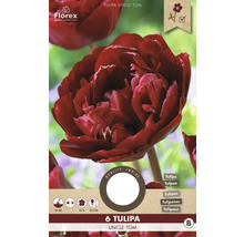 Packung mit sechs Tulpen der Sorte Uncle Tom