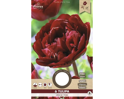 Blumenzwiebel Tulpe ' Uncle Tom ' 6 Stück