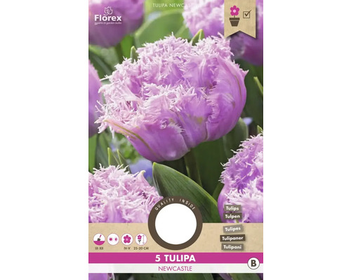 Blumenzwiebel Tulpe ' Newcastle ' 5 Stück