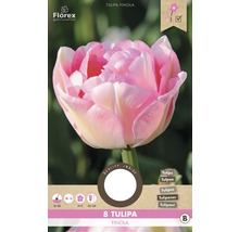 Packung mit acht Tulipa Finola Tulpenzwiebeln