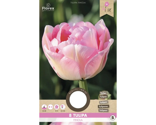 Packung mit acht Tulipa Finola Tulpenzwiebeln