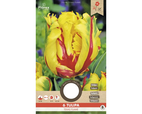 Blumenzwiebel Tulpe ' Texas Flame ' 6 Stück