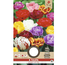 Verpackung mit Tulipa Double Late Mix Blumenzwiebeln