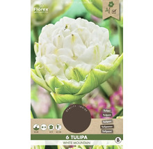 Packung mit 6 weißen Tulpen der Sorte White Mountain