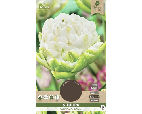 Blumenzwiebel Tulpe ' White Mountain ' 6 Stück