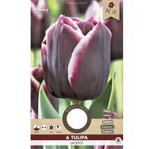 Verpackung Tulpen Jackpot, 6 Stück