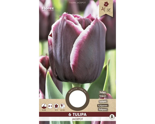 Blumenzwiebel Tulpe ' Jackpot ' 6 Stück