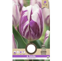Tulpe Flaming Flag, 8 Stück