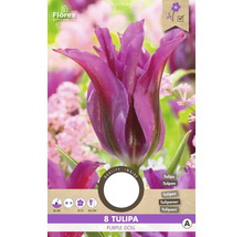 Florex Tulpe Purple Doll, Packung mit acht Stück