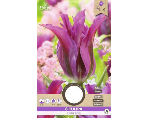 Florex Tulpe Purple Doll, Packung mit acht Stück