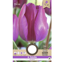 Negrita Tulpe, 8 Stück