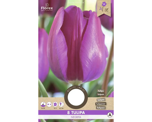 Blumenzwiebel Tulpe ' Negrita ' 8 Stück