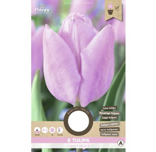Blumenzwiebel Tulpe ' Candy Prince ' 8 Stück