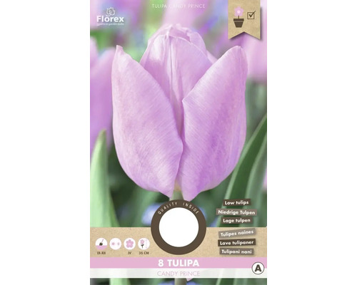 Blumenzwiebel Tulpe ' Candy Prince ' 8 Stück