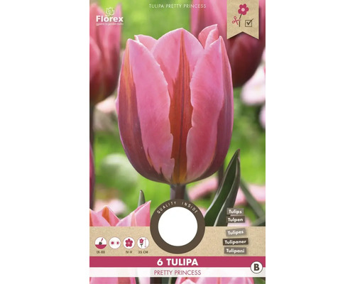 Verpackung mit sechs Tulpen Pretty Princess